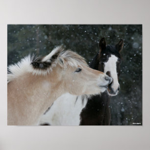 Bob Langrish Två ponnyer som träffas i Snö Poster