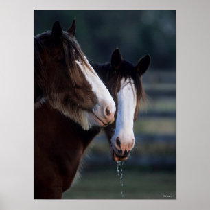Bob Langrish Två skott i Clydesdale Horses Poster