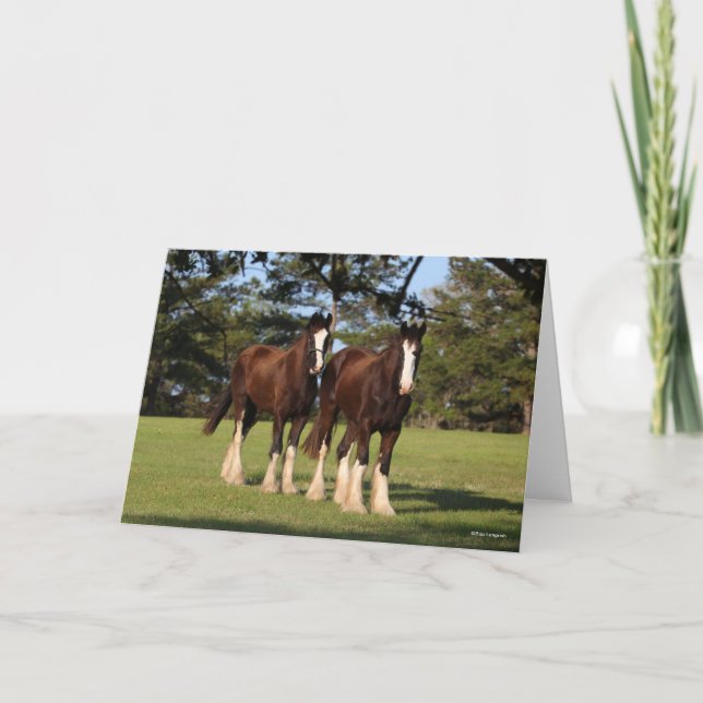 Bob Langrish | Två ständiga Shire Horse Youngsters Kort (Framsida)