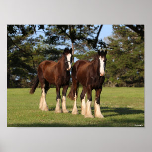 Bob Langrish   Två ständiga Shire Horse Youngsters Poster