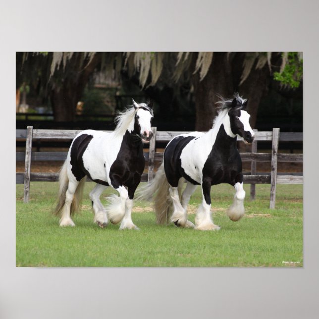 Bob Langrish | Två svartvitt och vita zigenare Poster (Framsidan)