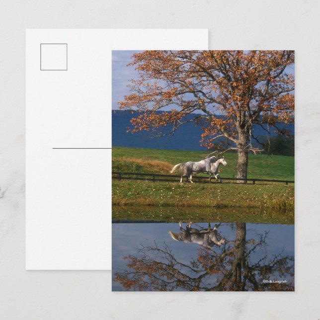 Bob Langrish | Två varv i Sjö tillsammans Vykort (Fram/baksida)