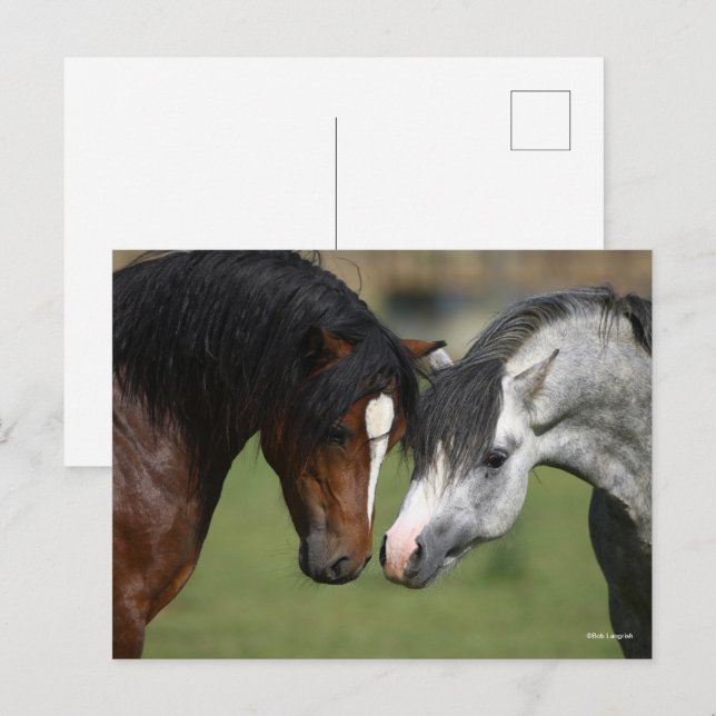 Bob Langrish | Två walesiska ponnyer-möten Vykort (Fram/baksida)