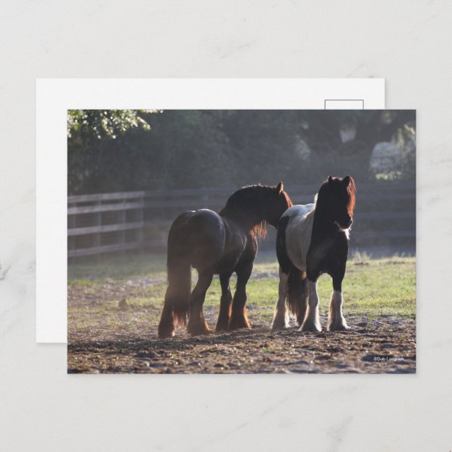 Bob Langrish | Två zigenare i bakgrundsbelysta Fäl Vykort (Fram/baksida)