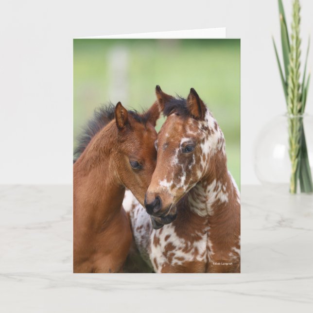 Bob Langrish | Two Appaloosa Foals Meeting Kort (Framsida)