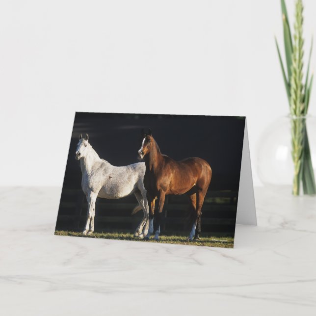 Bob Langrish | Two Arab Mares Standing In Sunlight Kort (Framsida)