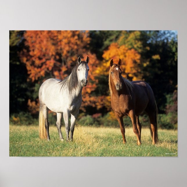 Bob Langrish Two Arabs står tillsammans i Fält Poster (Framsidan)