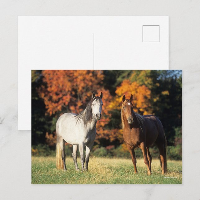 Bob Langrish Two Arabs står tillsammans i Fält Vykort (Fram/baksida)