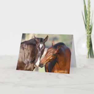 Bob Langrish Two Canadian Sport Horses Meeting Kort