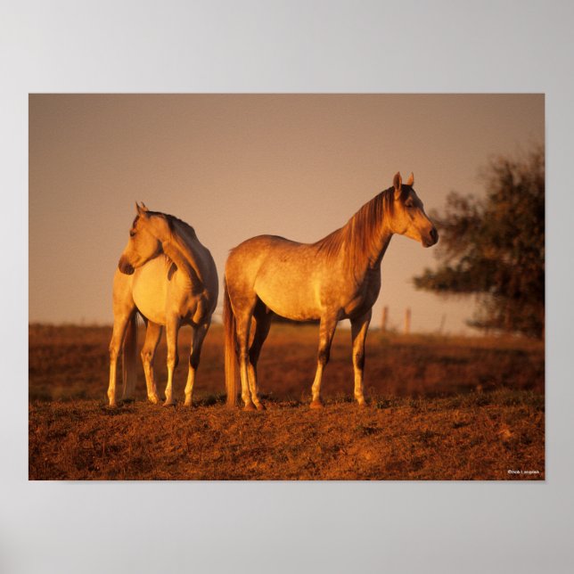 Bob Langrish | Two Grey Arabs Standing at Sunset Poster (Framsidan)