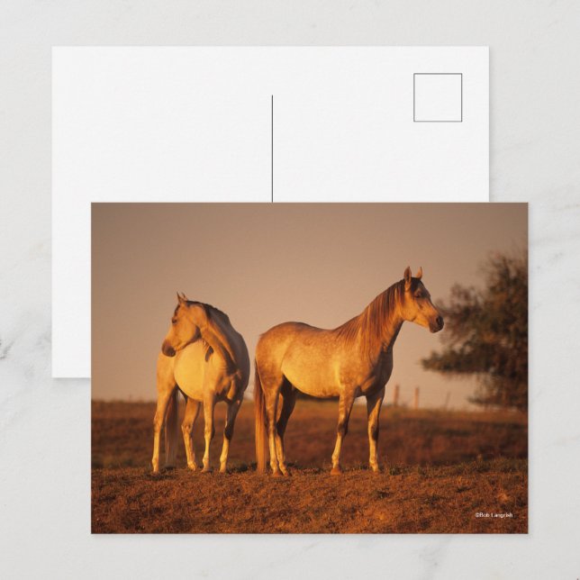Bob Langrish | Two Grey Arabs Standing at Sunset Vykort (Fram/baksida)