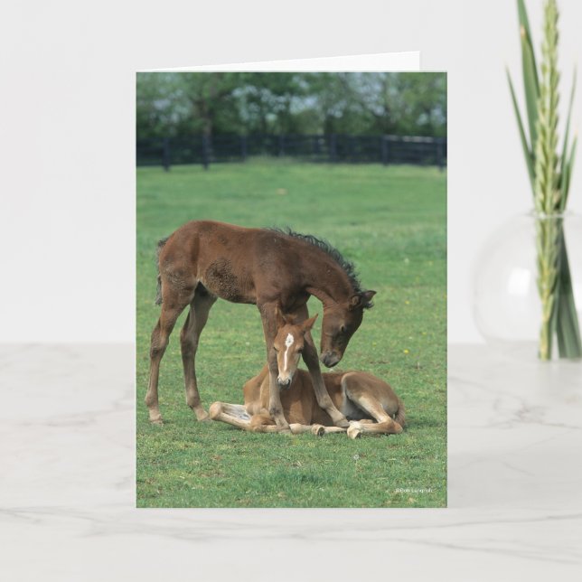 Bob Langrish | Two Morgan Horse Foals Playing Kort (Framsida)