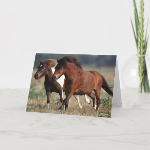 Bob Langrish Two Shetland Ponies Rungether Kort