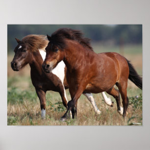 Bob Langrish Two Shetland Ponies Rungether Poster