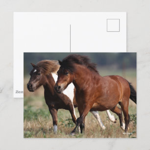 Bob Langrish Two Shetland Ponies Rungether Vykort