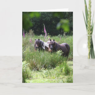 Bob Langrish Two Shetland Ponies står tillsammans Kort