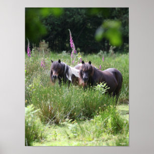 Bob Langrish Two Shetland Ponies står tillsammans Poster