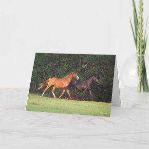 Bob Langrish   Tyska Riding Pony och Oldenburg Kort