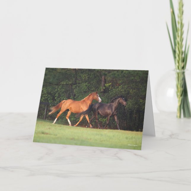 Bob Langrish | Tyska Riding Pony och Oldenburg Kort (Framsida)