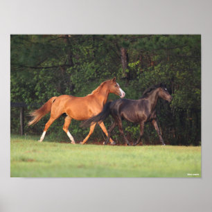 Bob Langrish Tyska Riding Pony och Oldenburg Poster