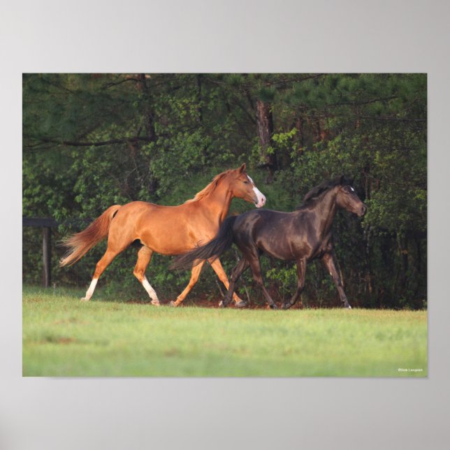 Bob Langrish | Tyska Riding Pony och Oldenburg Poster (Framsidan)