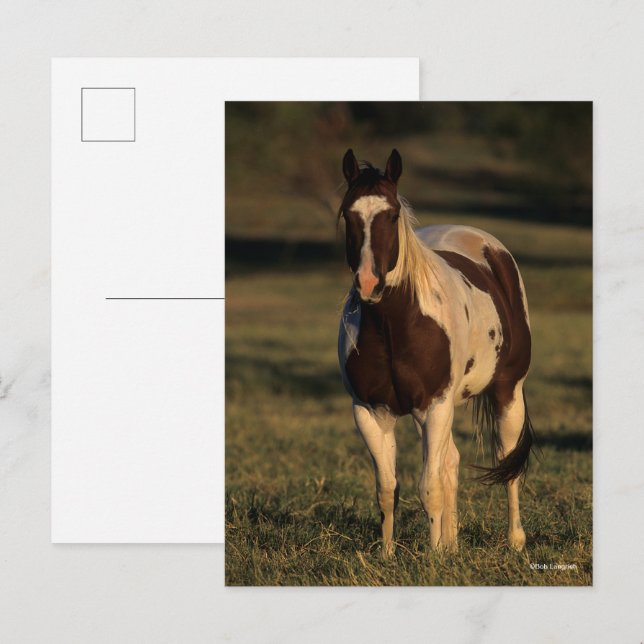 Bob Langrish | Upprepning av målarfärg Vykort (Fram/baksida)