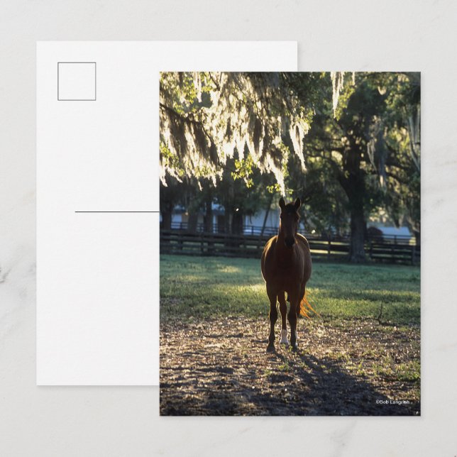 Bob Langrish | Varmblod Stående bakgrundsbelysning Vykort (Fram/baksida)