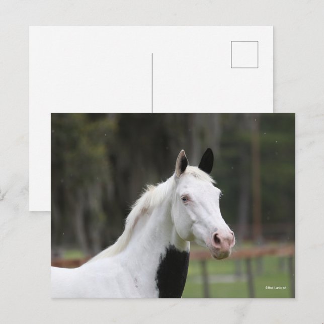 Bob Langrish | Varmblodspinto-hornskott Vykort (Fram/baksida)