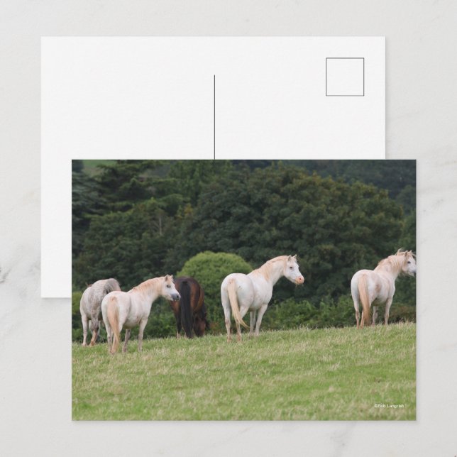 Bob Langrish | Walesiska ponnyer i Fält Vykort (Fram/baksida)