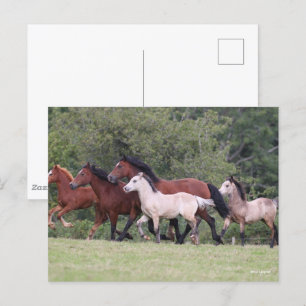 Bob Langrish Welsh Ponies Running Mares and Foals Vykort