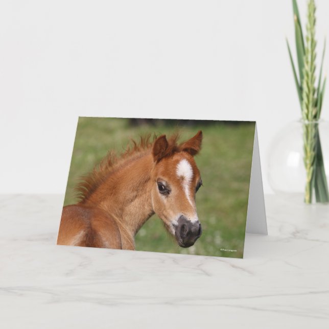 Bob Langrish | Welsh Pony Foal Headshot Kort (Framsida)