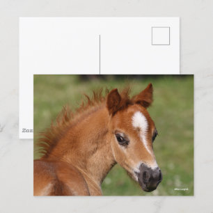 Bob Langrish Welsh Pony Foal Headshot Vykort