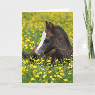 Bob Langrish Welsh Pony Foal Ljugande gräs Kort