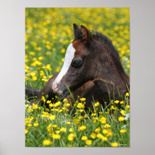 Bob Langrish Welsh Pony Foal Ljugande gräs Poster