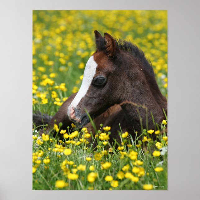 Bob Langrish | Welsh Pony Foal Ljugande gräs Poster (Framsidan)