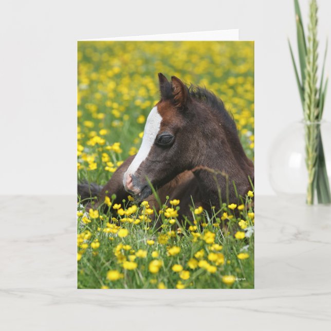 Bob Langrish | Welsh Pony Foal Resting In Flowers Kort (Framsida)