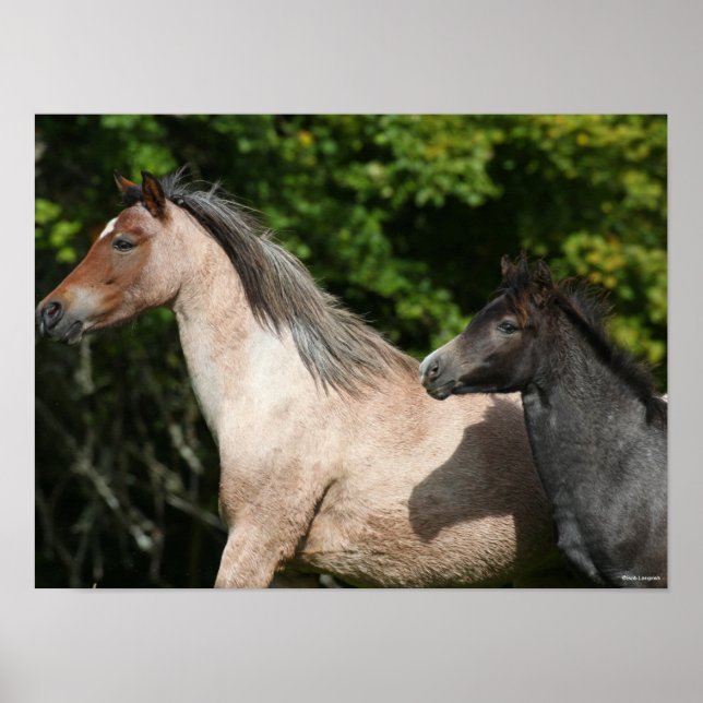 Bob Langrish | Welsh Pony Mare and Foal Headshot Poster (Framsidan)