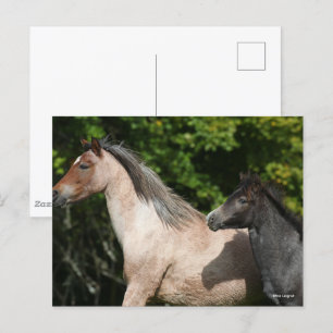 Bob Langrish Welsh Pony Mare and Foal Headshot Vykort