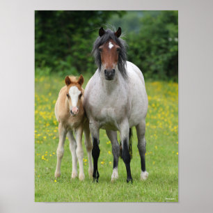 Bob Langrish   Welsh Pony Mare and Foal Permanent Poster