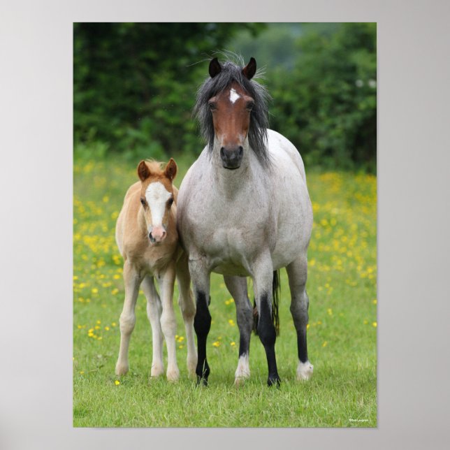 Bob Langrish | Welsh Pony Mare and Foal Permanent Poster (Framsidan)