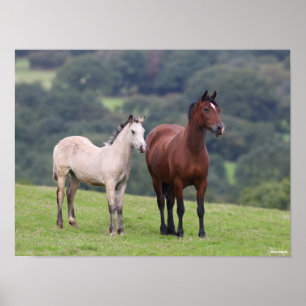 Bob Langrish Welsh Pony Mare and Foal Permanent Poster