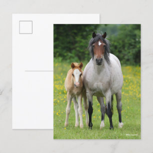 Bob Langrish Welsh Pony Mare and Foal Permanent Vykort