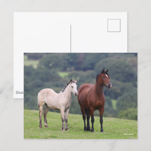 Bob Langrish Welsh Pony Mare and Foal Permanent Vykort