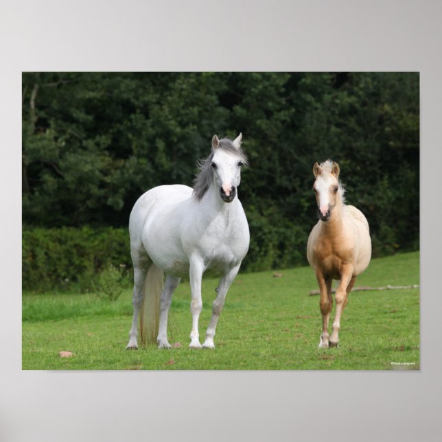 Bob Langrish | Welsh Pony Mare and Foal Poster (Framsidan)