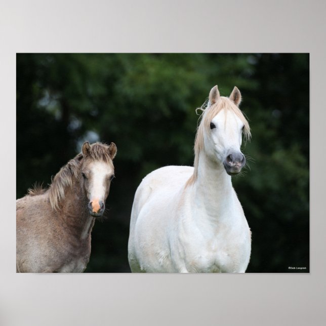 Bob Langrish | Welsh Pony Mare and Foal Poster (Framsidan)