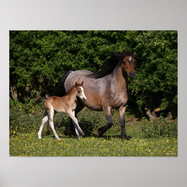 Bob Langrish | Welsh Pony Mare and Foal Running Poster (Framsidan)