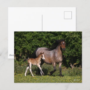 Bob Langrish Welsh Pony Mare and Foal Running Vykort
