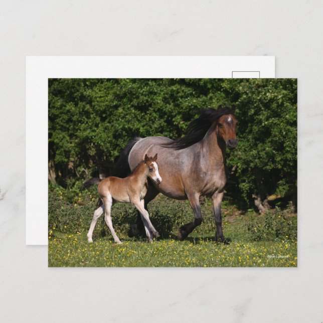 Bob Langrish | Welsh Pony Mare and Foal Running Vykort (Fram/baksida)