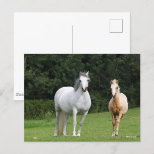 Bob Langrish Welsh Pony Mare and Foal Vykort