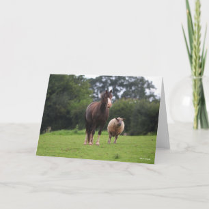 Bob Langrish Welsh Pony Mare Stänger med får Kort